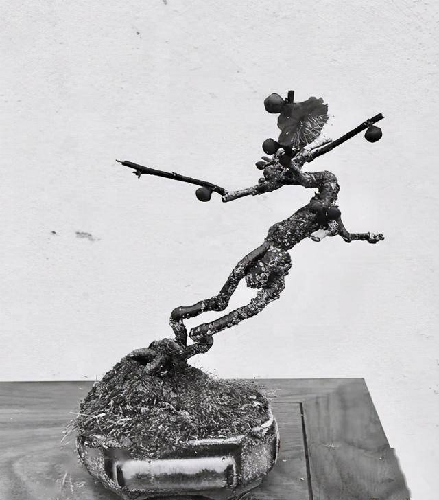 江苏梅花幼树根景造型技术