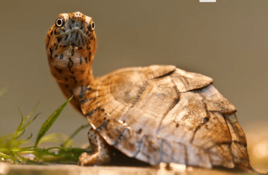 萌龟之美欣赏一波放松你的眼球