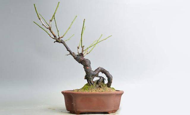 江苏梅花幼树根景造型技术