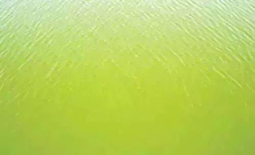卵囊藻显微镜下图片图片