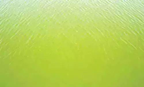 收藏高清图教你看懂藻相水色