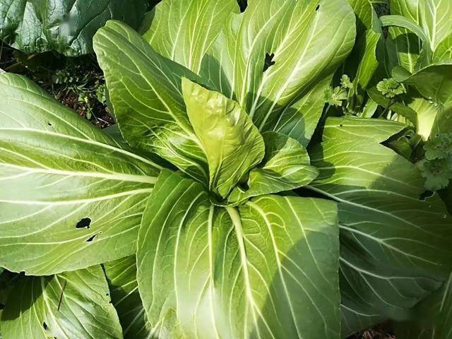 云萍| 上海青_青菜