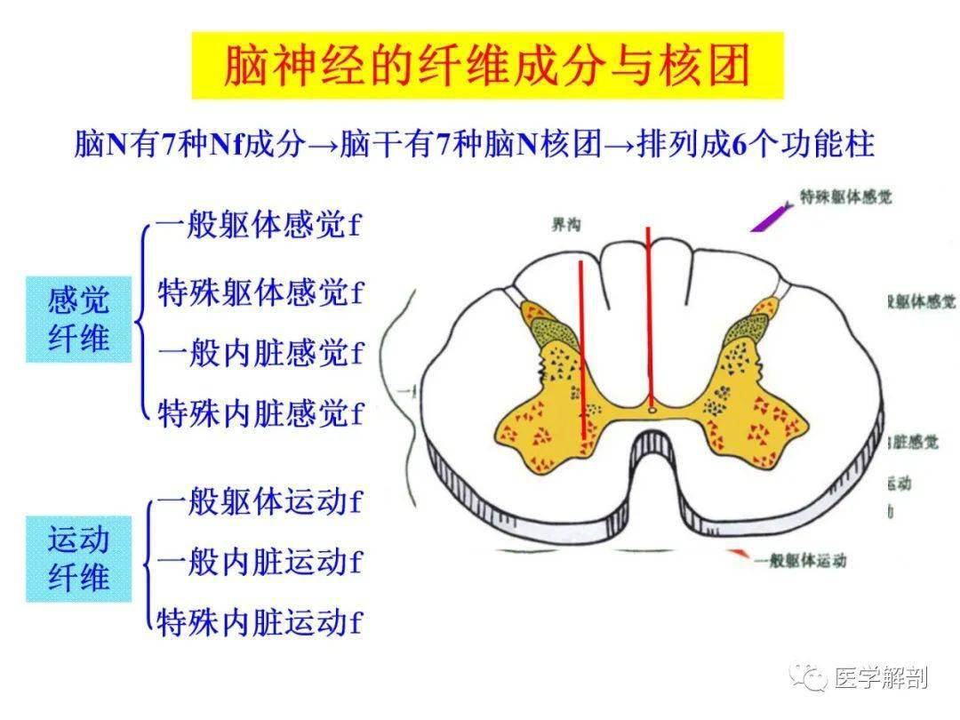 脑干内部超详细结构不要错过