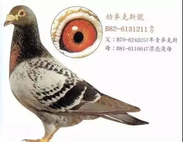 全球超级大铭鸽的鸽眼鉴赏与分析