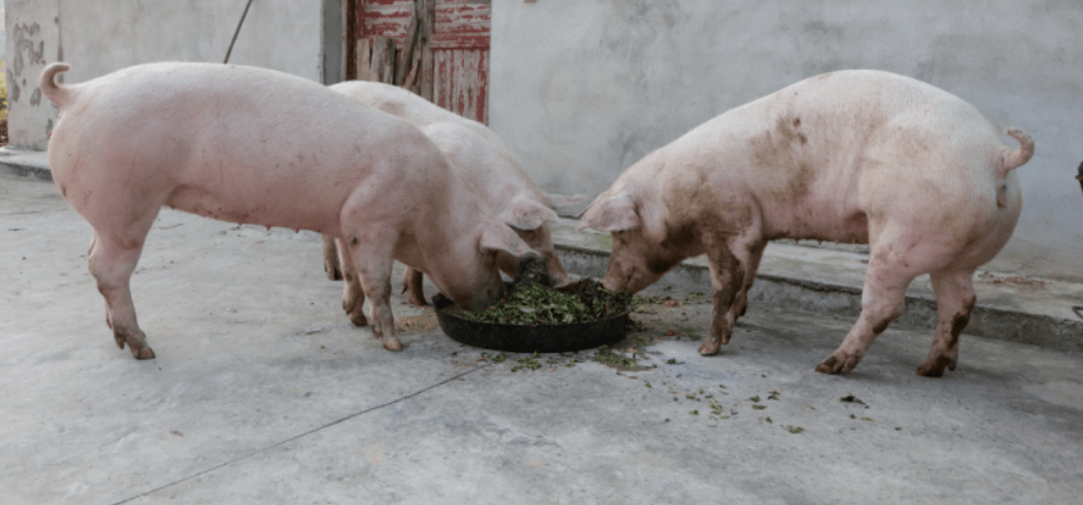 猪在猪槽里吃食的图片图片