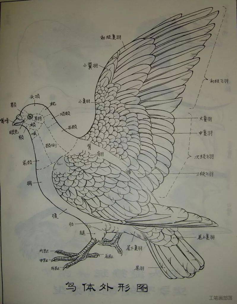 鸟的结构示意图图片