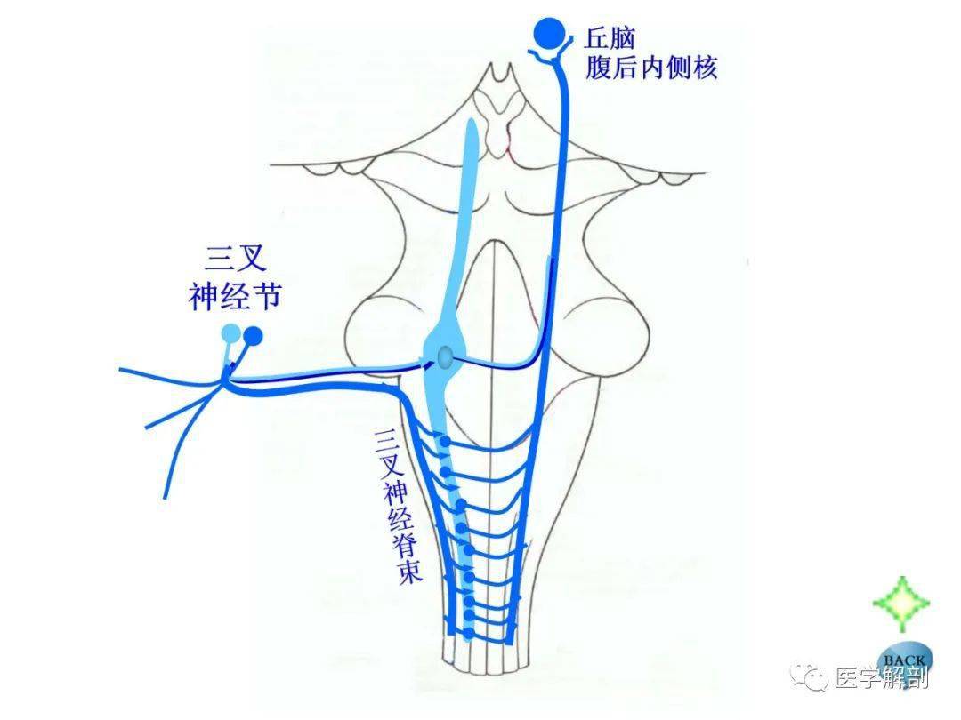 腦幹內部超詳細結構,不要錯過!_解剖