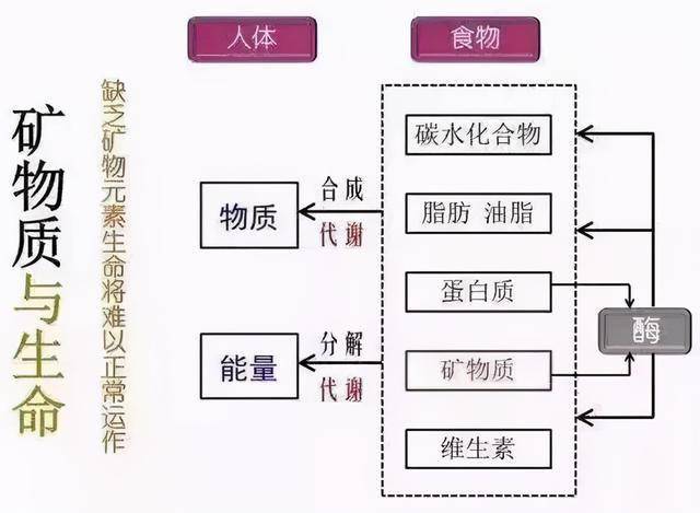 生命元素的作用生命元素对我们的人体来讲非常重要,它的主要作用是