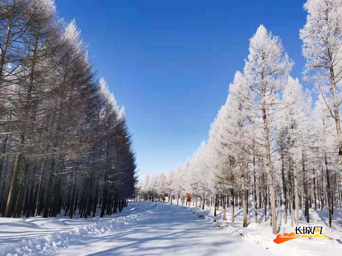 在塞罕坝林场中,雪后美景随处可见,如同梦幻的童话世界.