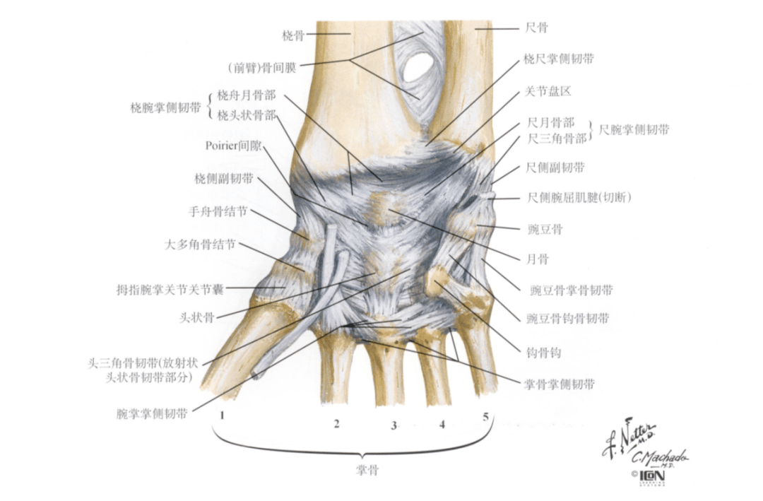 69△下尺桡关节韧带69掌侧观(来源:奈特人体解剖图谱)旋前方肌