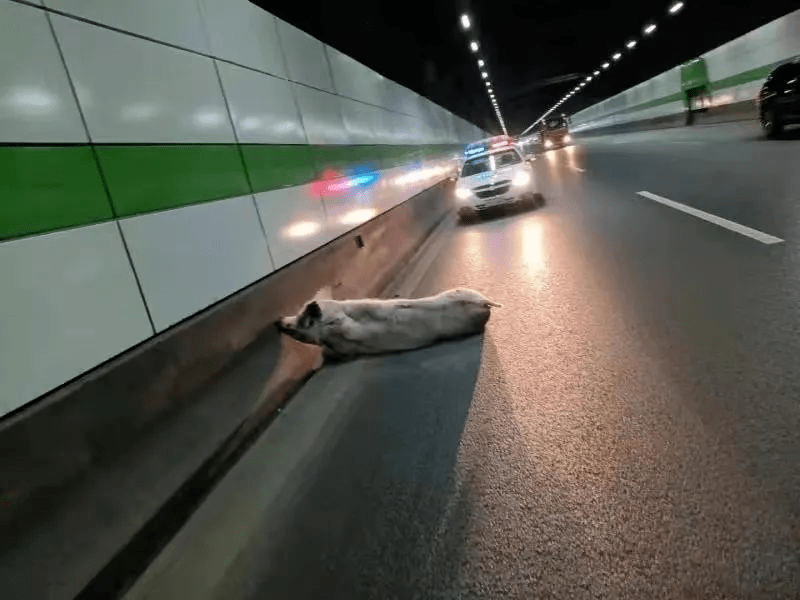 一輛 裝載30頭大肥豬的 重型倉柵式貨運車 由崇明往上海市區方向行駛