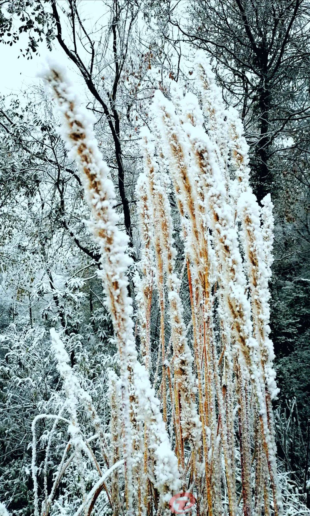 曲靖富源的雪景也太美了吧!