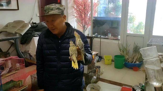 鸟大爷爱鸟如命忍痛割爱送给他女儿一对大爷的女儿也是个鸟迷