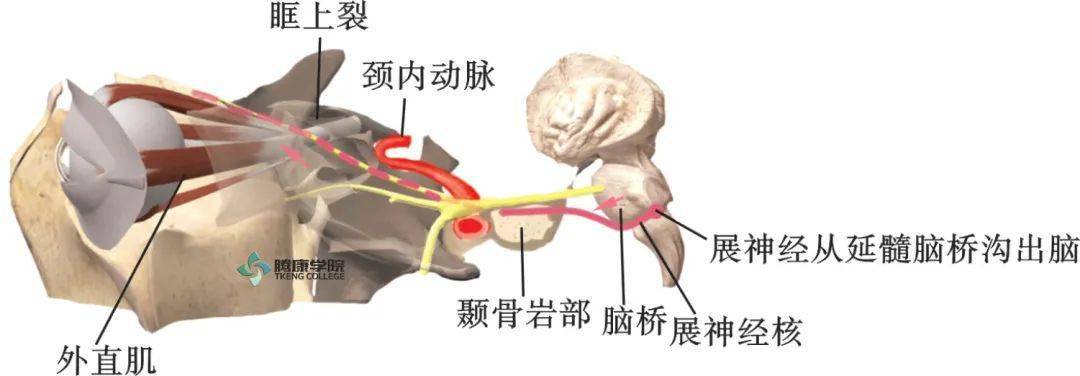 三叉神經:三叉神經運動核功能:支配咀嚼肌(咬肌,顳肌,翼內肌和翼外肌)