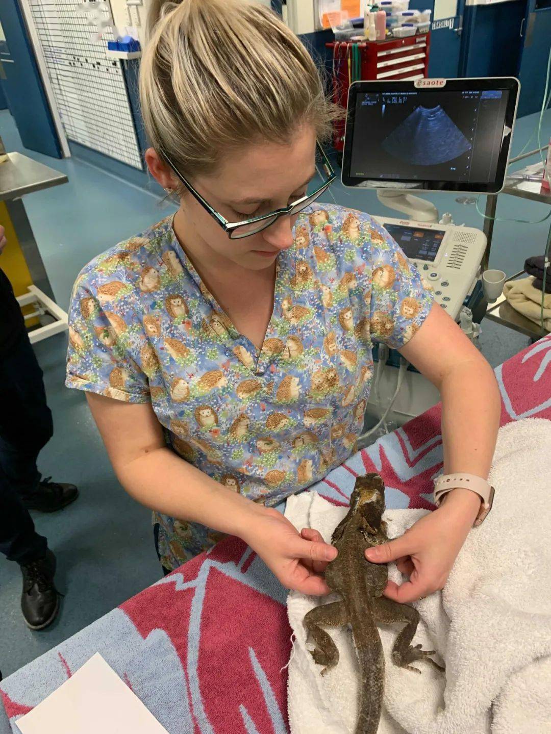 "状态不佳的原因很可能与它的卵巢卵泡(ovarian follicle)异常有关