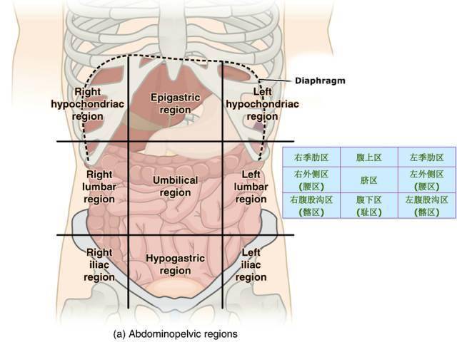 人的肚子器官图解图片