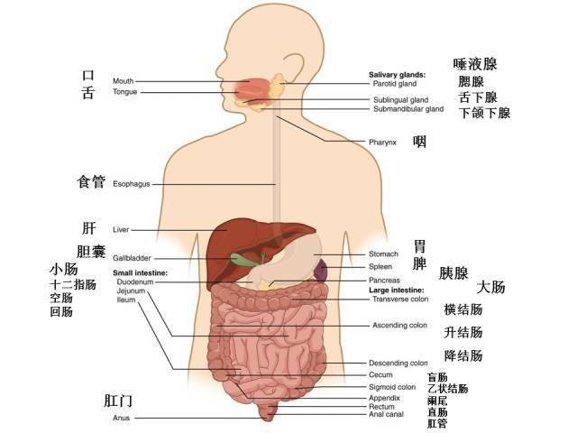腹部解剖图详细图高清图片