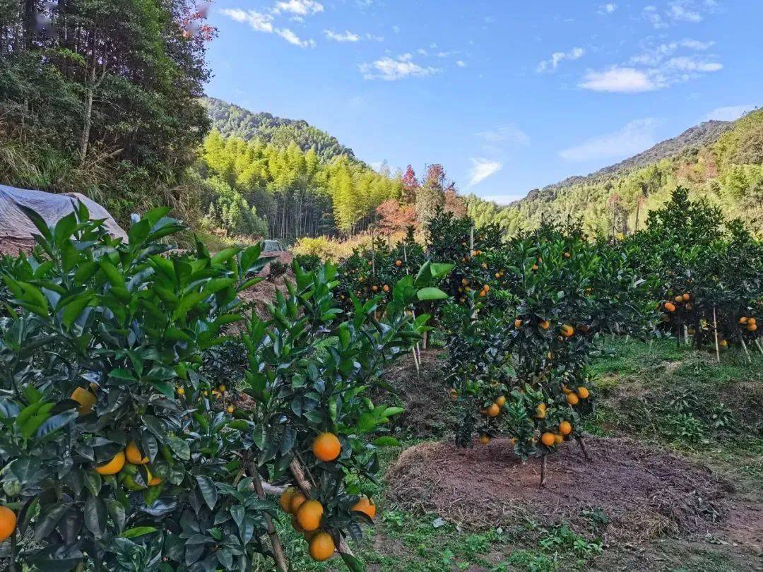 甜嫩爆汁一口下去满口维c这款赣南脐橙吃一次就忘不了