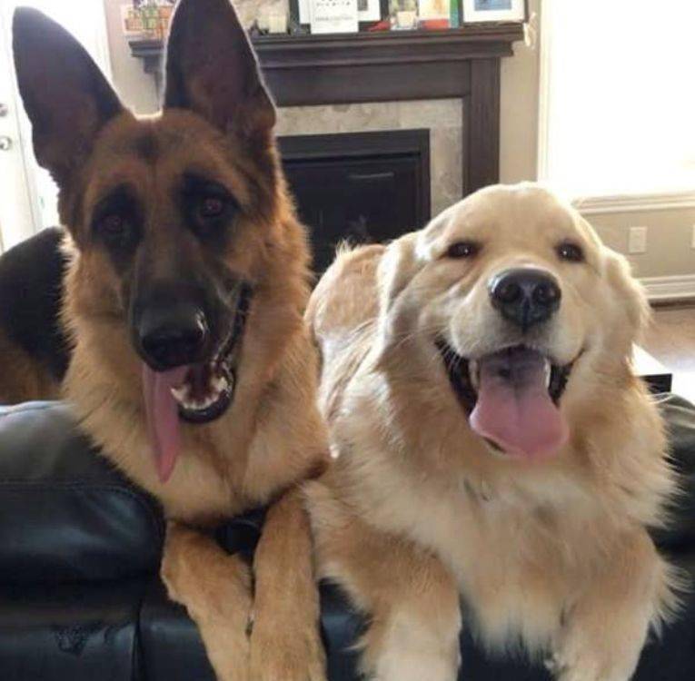 金毛德牧竟成至交?主人:它们性格互补_baily