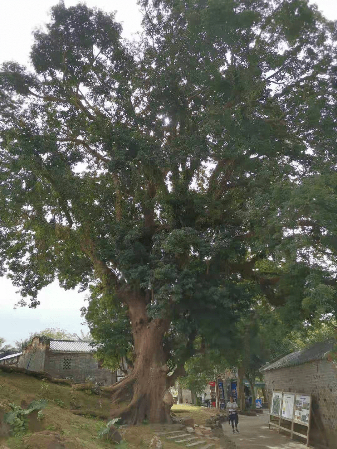 100个好故事傲视苍穹800年博鳌留客村一棵重阳树王纪事