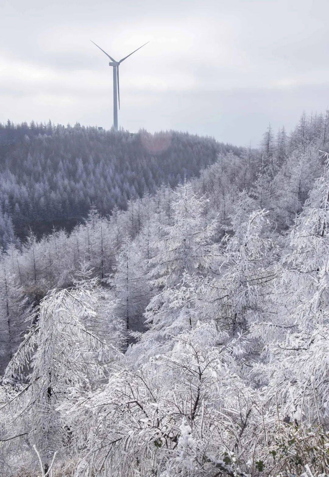 齐岳山雪景图片