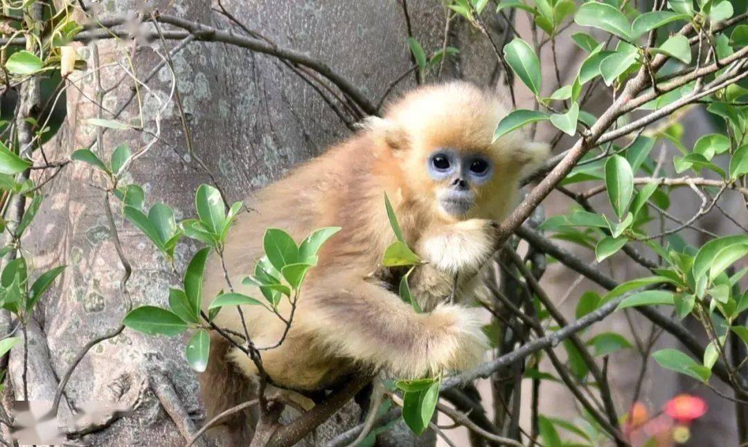 全身毛茸茸  瞬间感觉暖暖的~  冬天里的小狐狸 枕着尾巴睡觉  睡得好