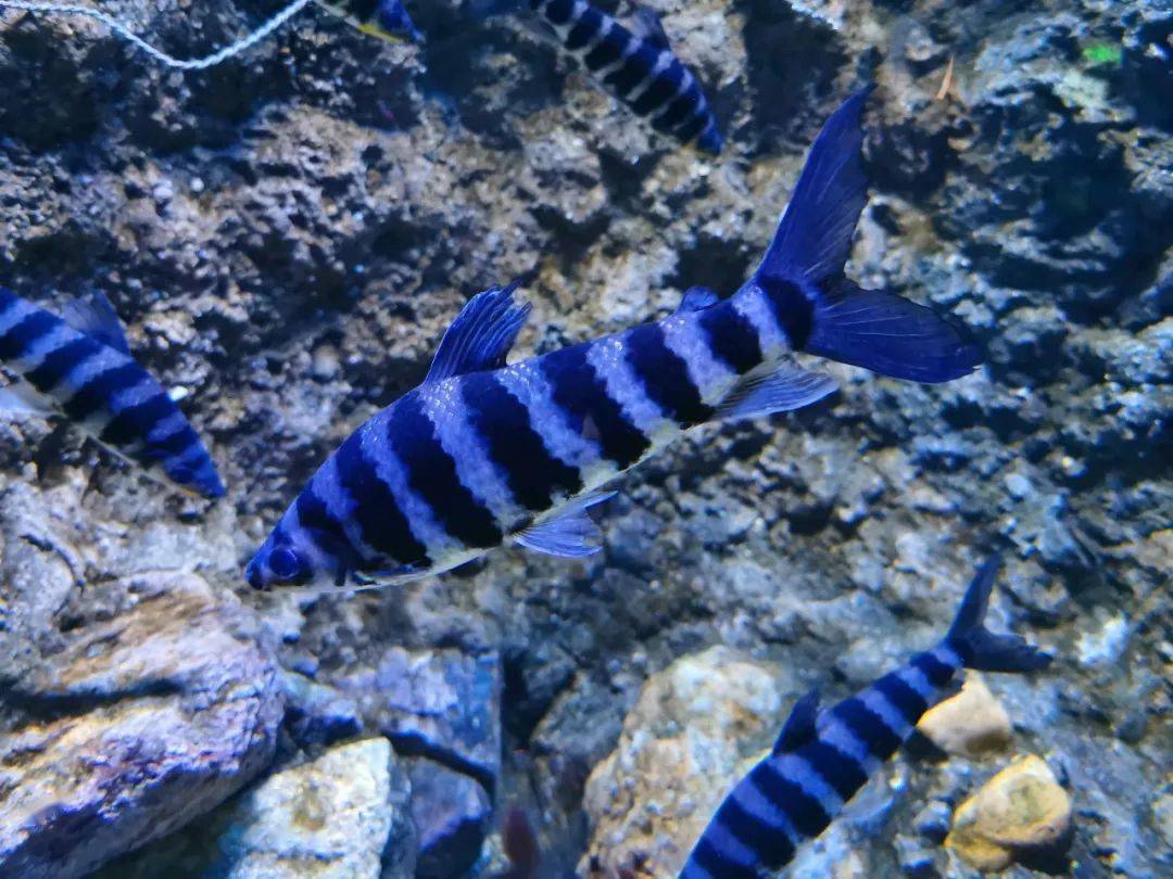 美国九间的倒数第二条黑纹在幼鱼时其实是两条(所以这时候是十一间)