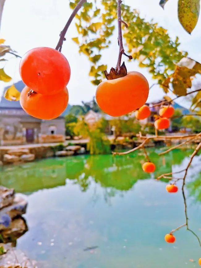 明天出发寻味广西黄姚恭城黄姚古镇恭城月柿古镇静享慢时光万亩柿海