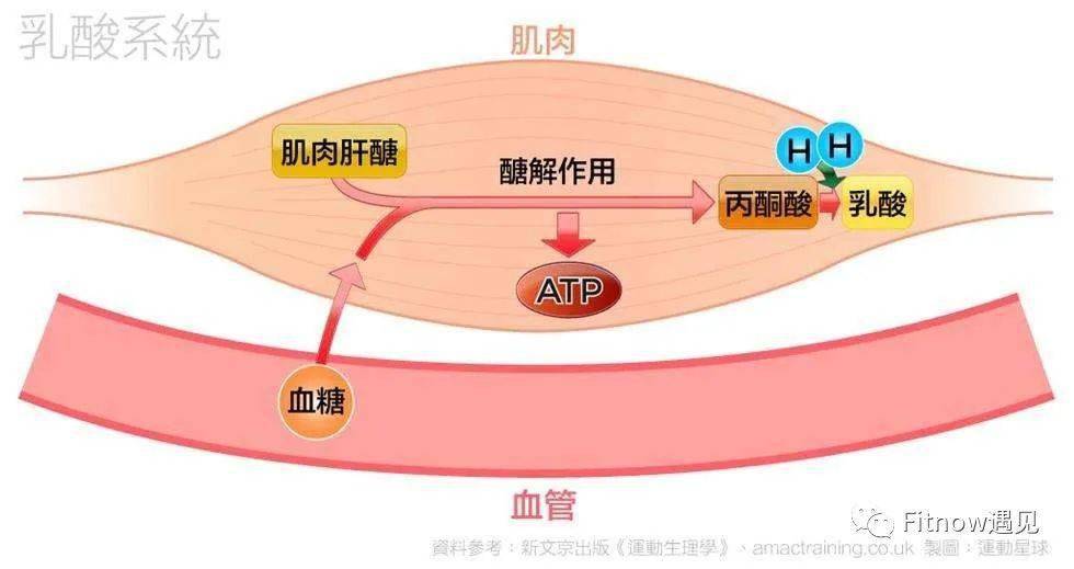 同时乳酸是一种高渗溶液,他堆积在肌肉中会吸收大量的水分,从而引起