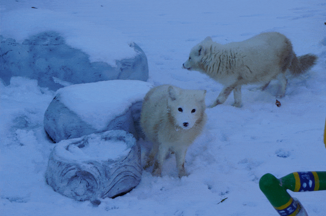 1080_717gif 动态图 动图