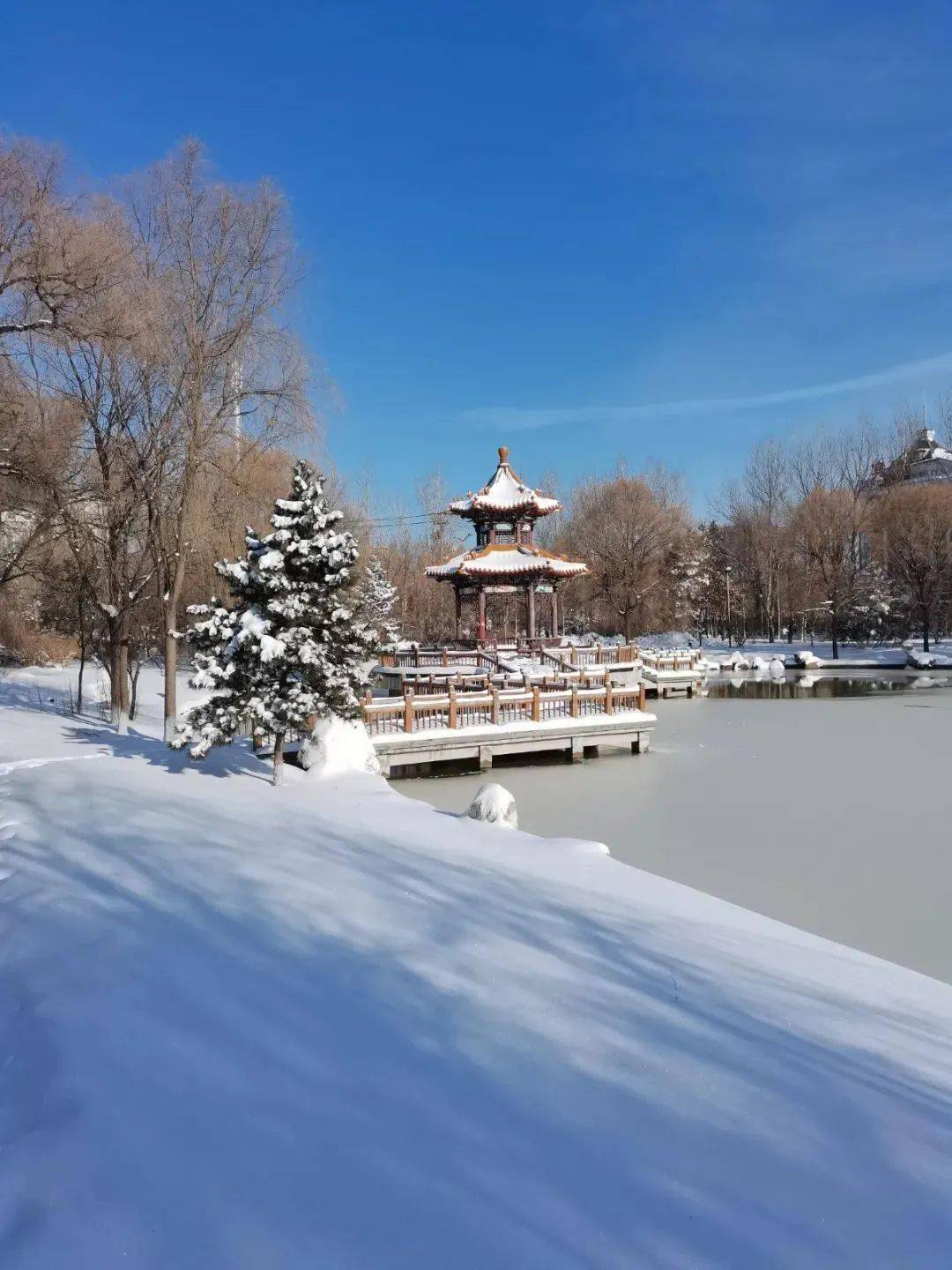 龙江高校雪景联动—八一农大 