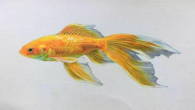 養金魚的風水知識——7招飼養好金魚_魚缸