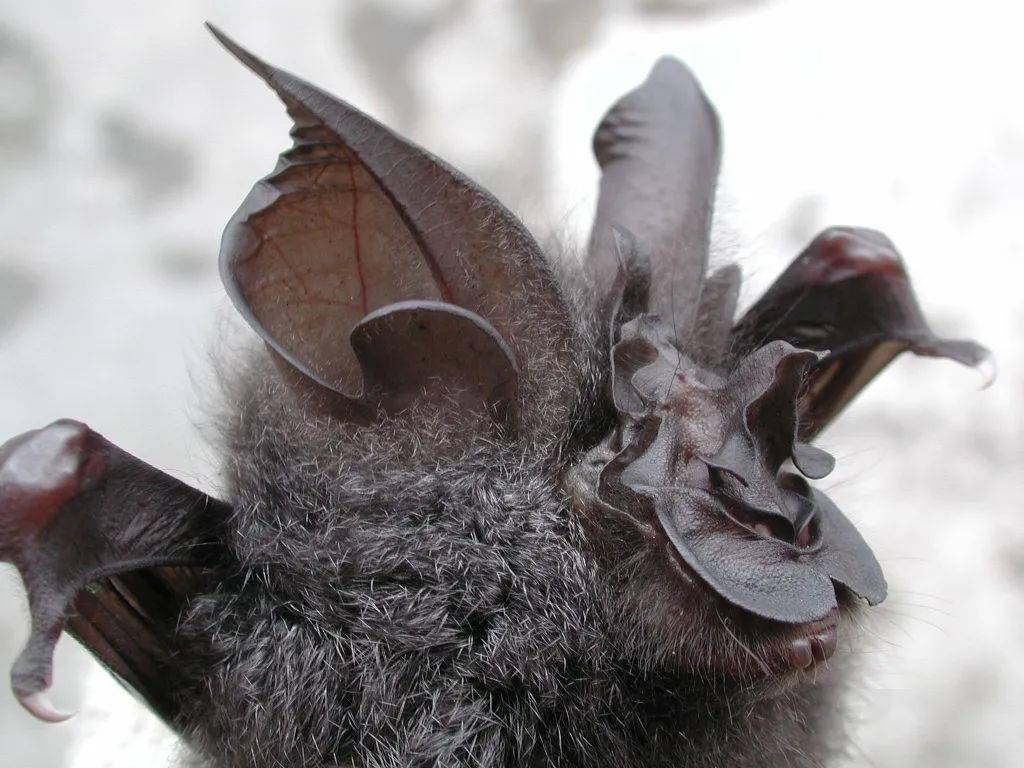 来听听专家介绍关于蝙蝠的知识_中国