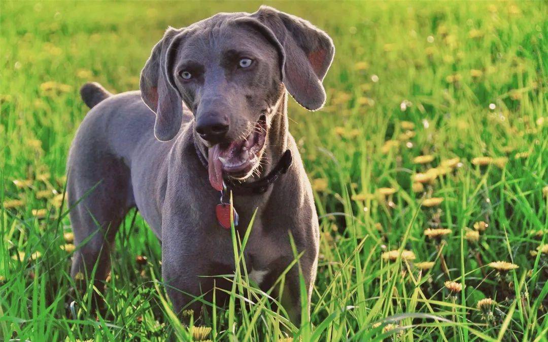 獵犬比特犬美國斯坦福犬美國鬥牛犬卡斯羅犬牛頭梗犬日本土佐犬中亞