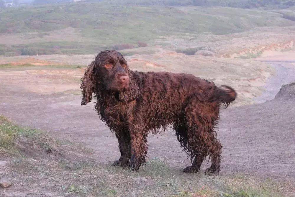 羊头狗身的猛犬在丛林深潭中穿梭凶似比特犬能力完爆军犬