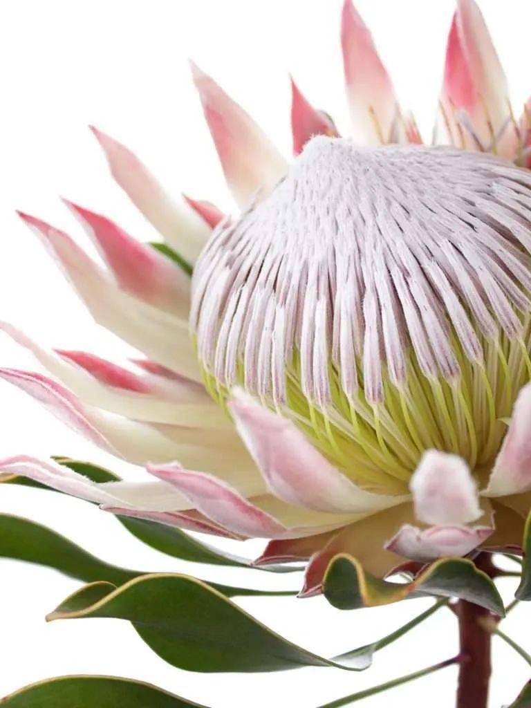 帝王花花中之王