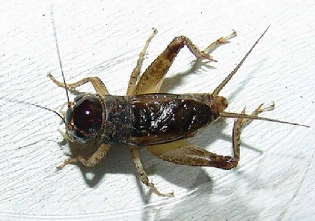 栅中,二只蟋蟀被草打得斗性大发,张着大牙,八角飞风,叫声连连.