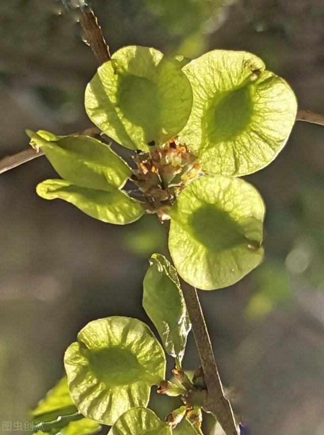 吉林榆树花脖子故事图片