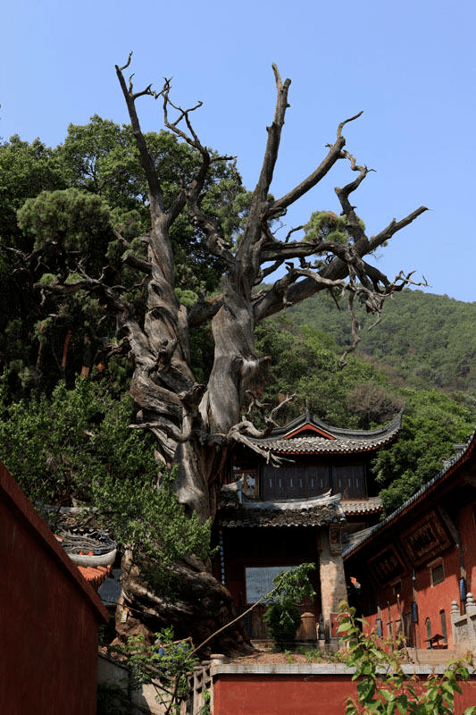 西昌人 你知道家门口前的787株古树吗?_手机搜狐网