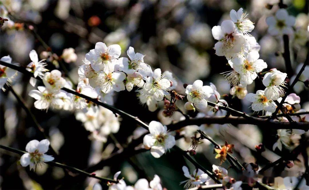 第十九届广东从化流溪梅花节开幕啦最佳观赏期在