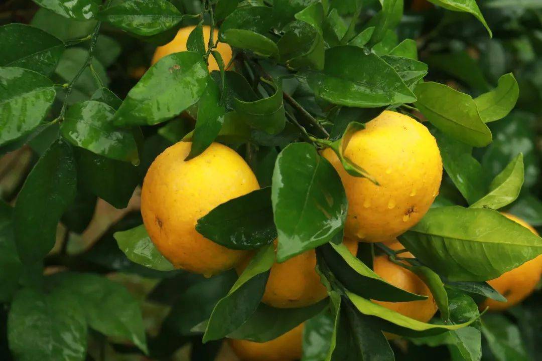 皮薄汁多红场澳柑给你冬日里的甜蜜暴击