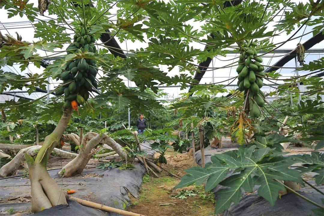 寒冬瓜果飘香来龙岩北部这个村品尝热带水果