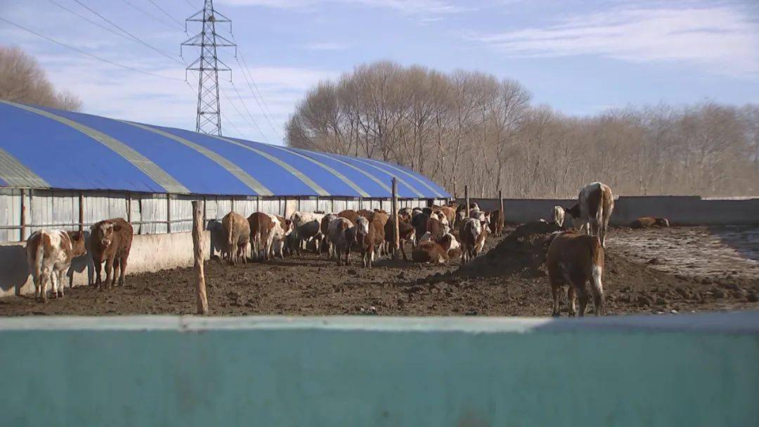 庫倫旗:肉牛養殖跑出增收