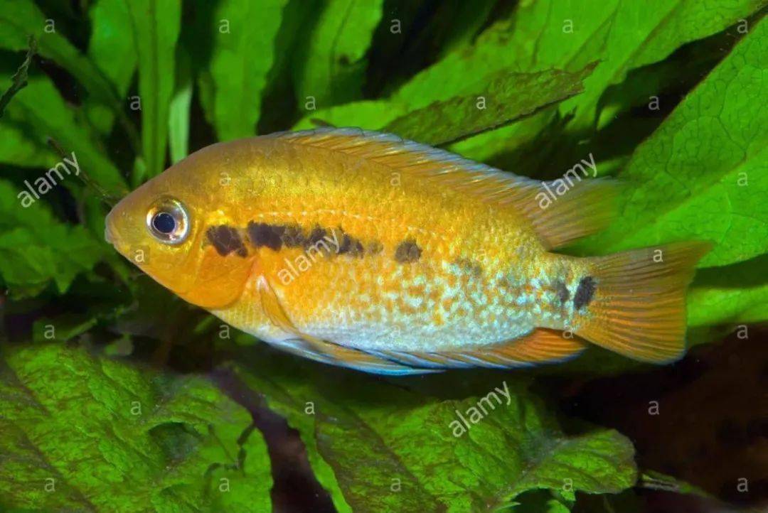 中南美洲慈鯛圖鑑合集centralsouthamericancichlid