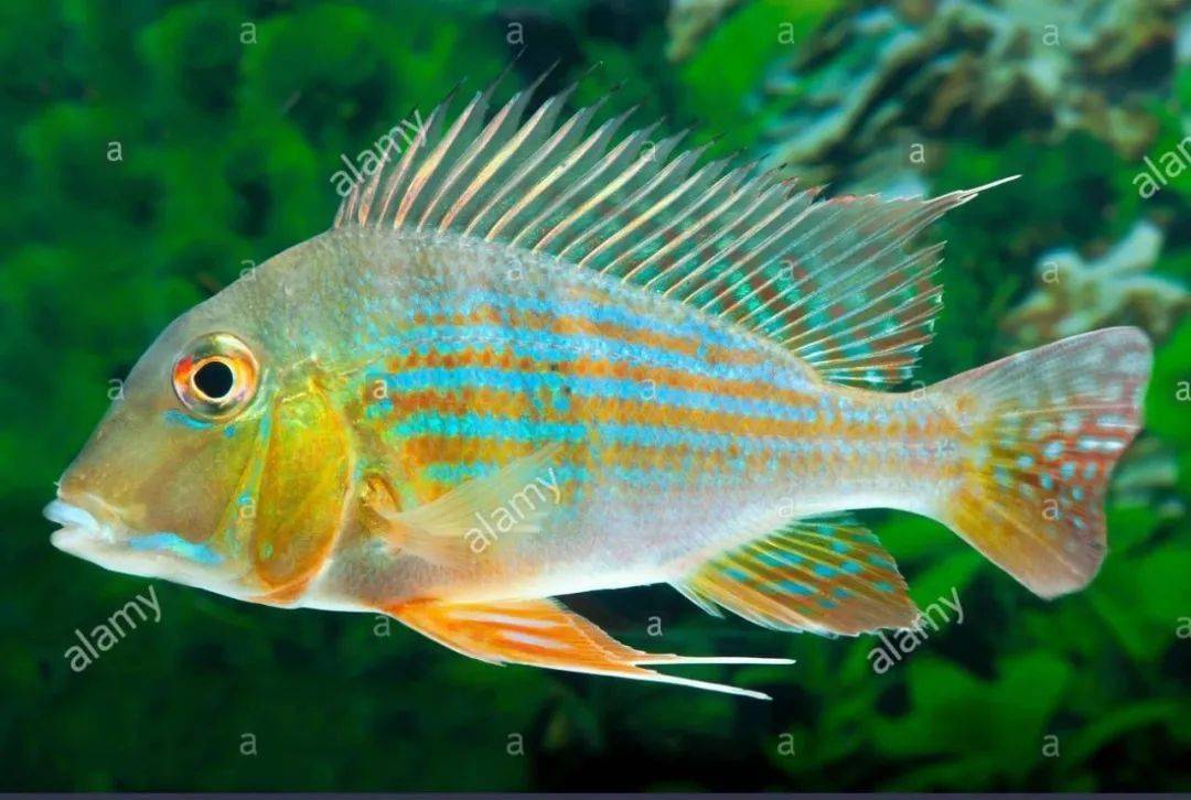 中南美洲慈鲷图鉴合集centralsouthamericancichlid