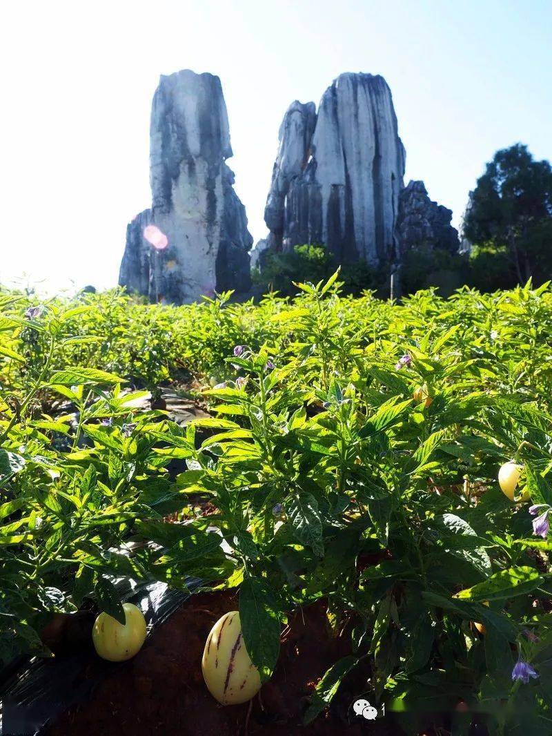 石林野趣精彩每刻