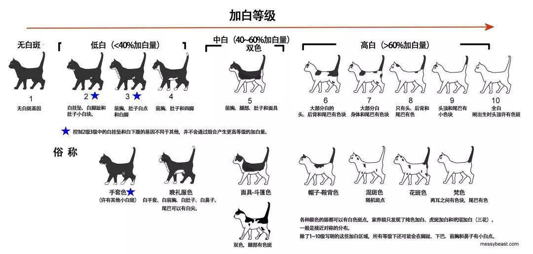 猫颜色遗传配色表图片