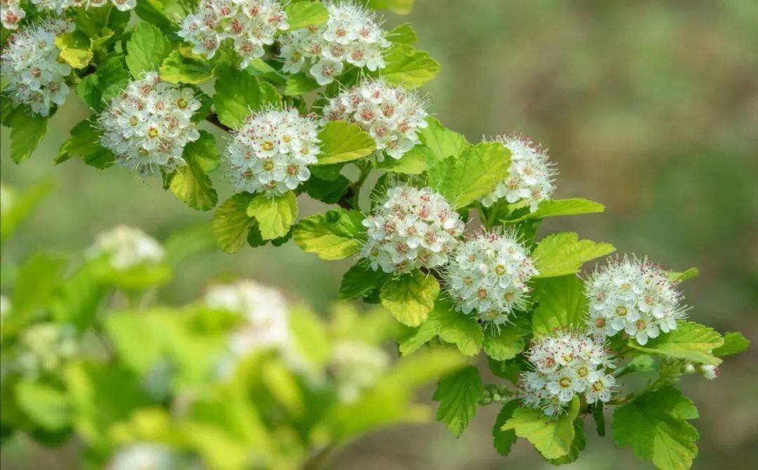 金叶风箱果开花效果