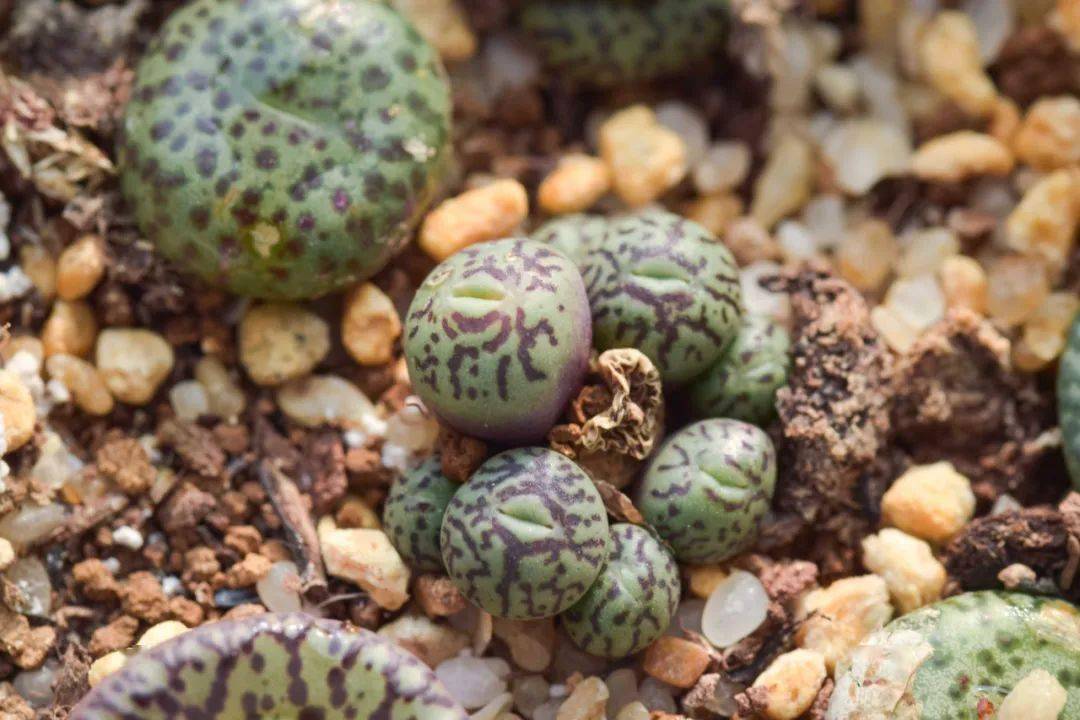 2018-2019 肉锥记录及40条经验总结