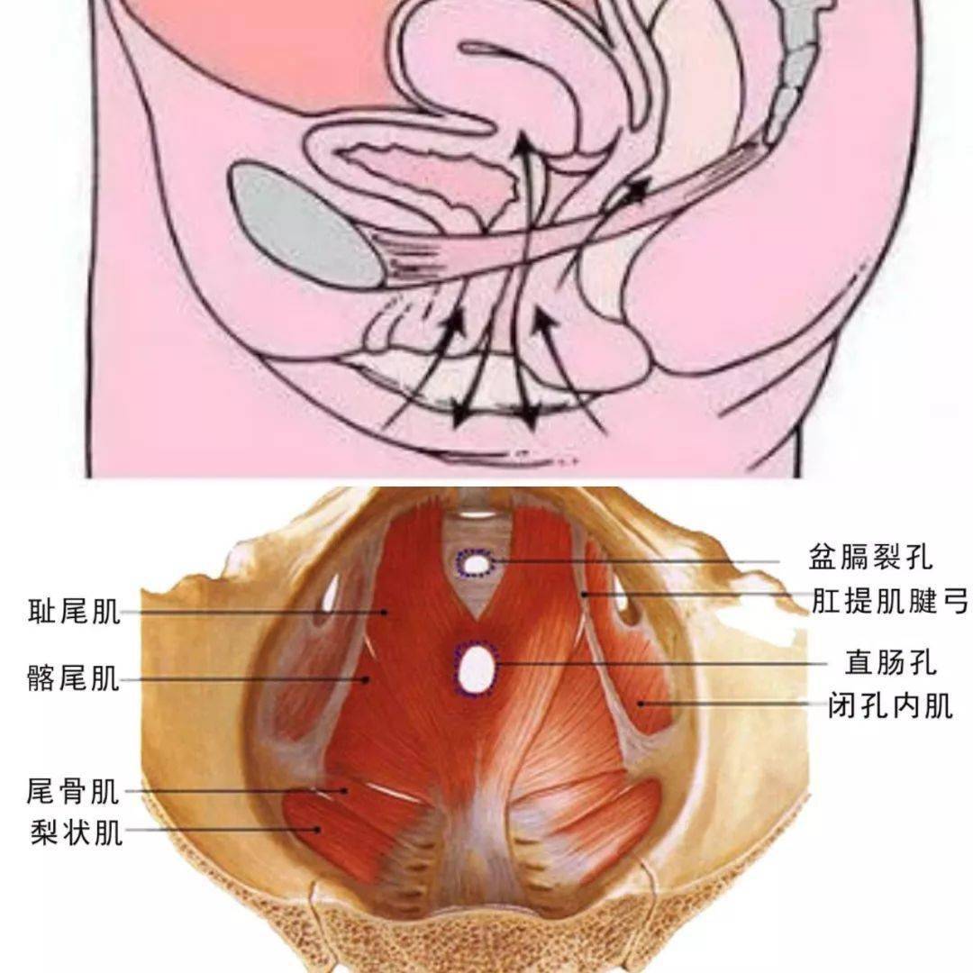 核心肌群都有啥你练的是真核心还是假核心